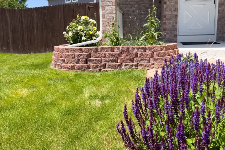 lavender in front yard