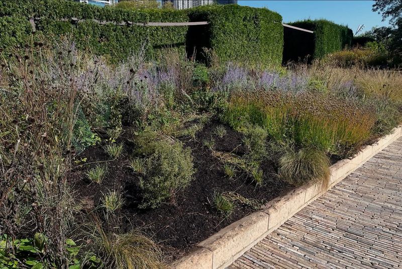 Give Perennials The Right Haircut