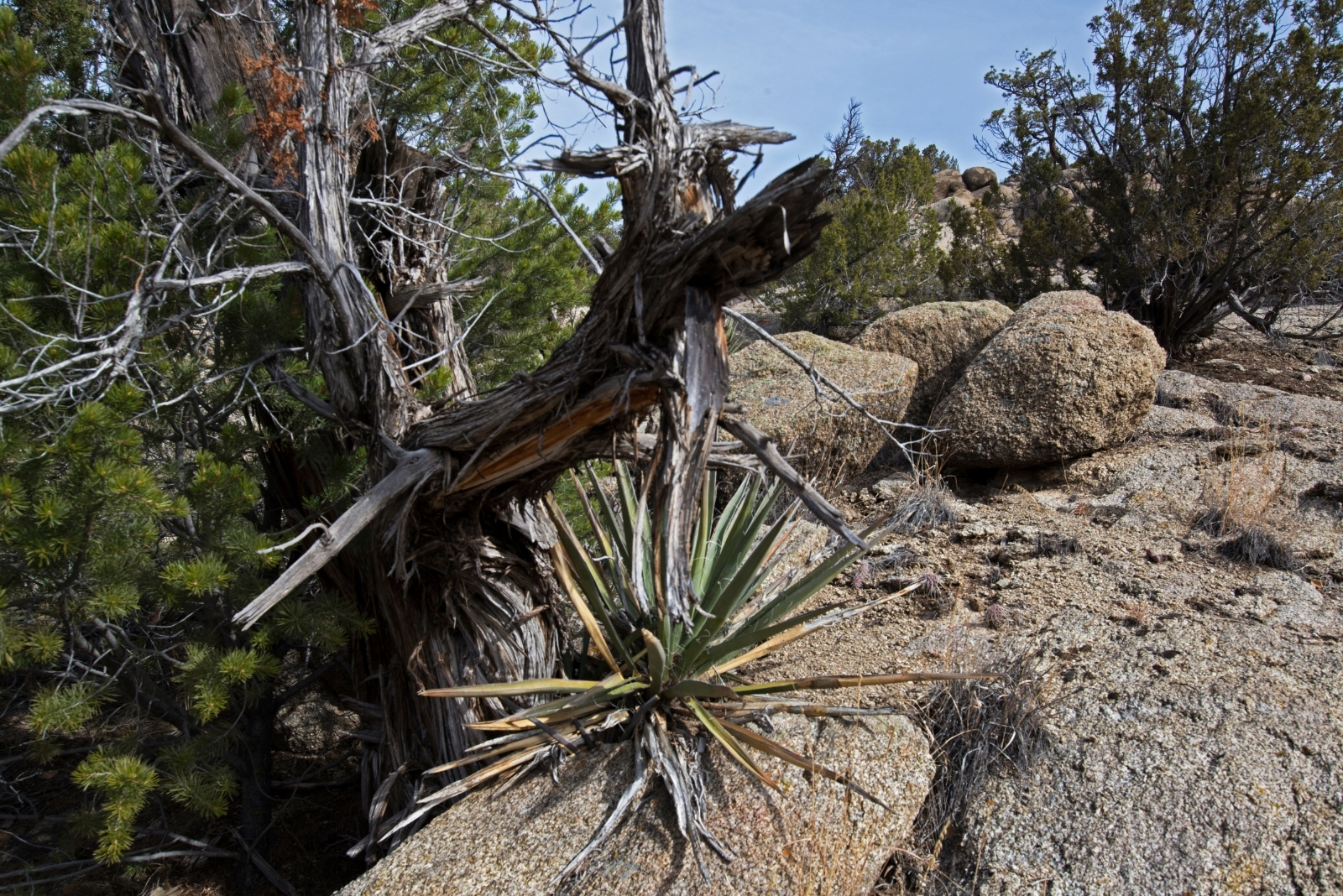 Why Only Locals Know About These New Mexico Gardens And Trails