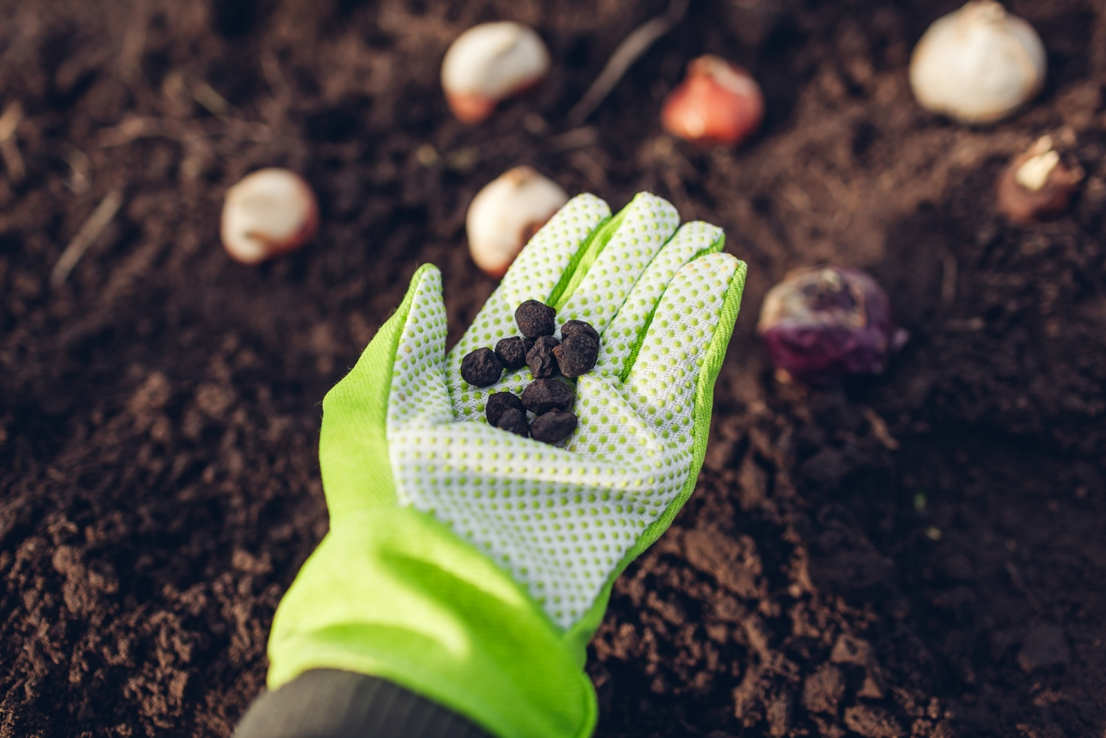 Why Texas Gardeners Soak This One Type Of Bulb Before Planting