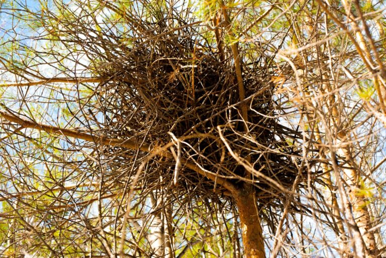 witch's broom outgrowth of branches on a pine tree