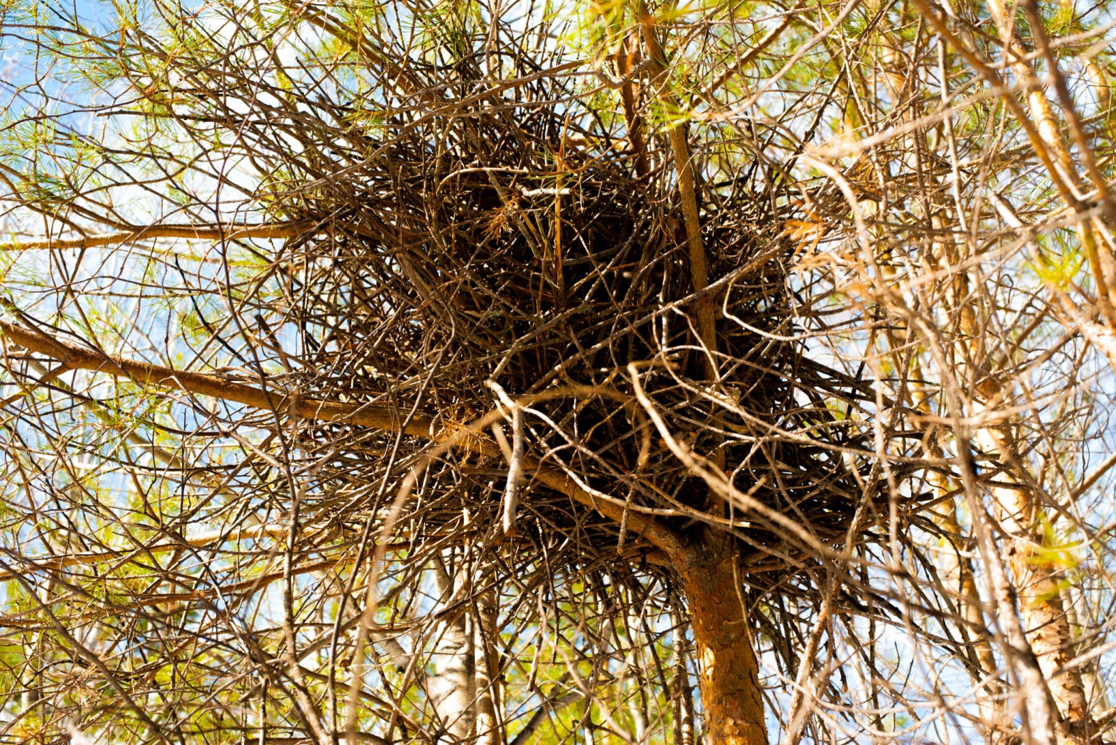 Why That Ball Of Leaves In Your Michigan Tree Is Probably Not A Bird Nest