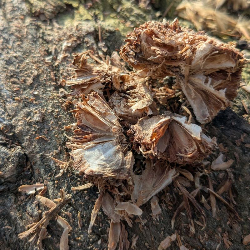 Wind-Gathered Debris