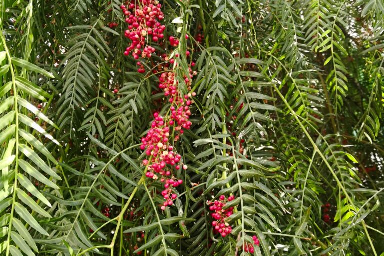 california pepper tree