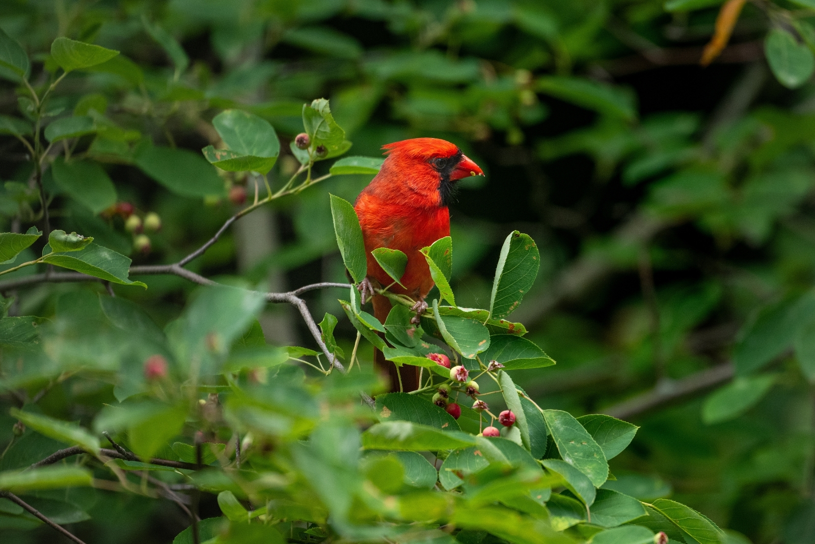 Why This Tree Becomes A Pollinator Magnet In Illinois Every Fall
