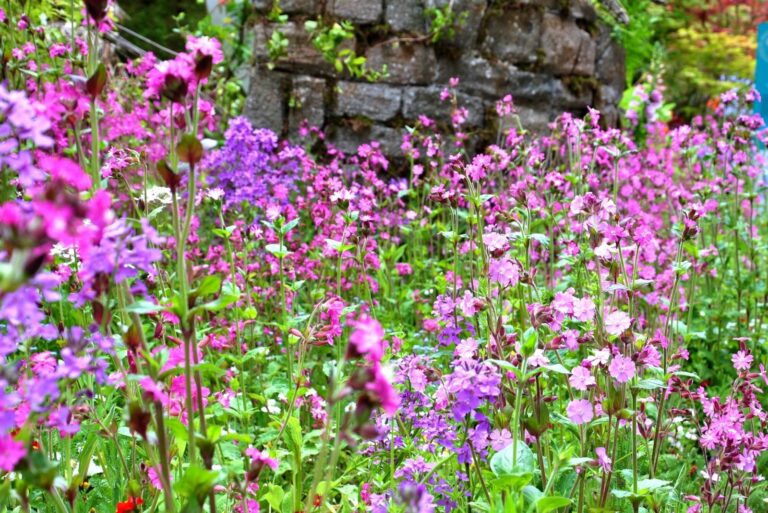 Romantic cottage garden