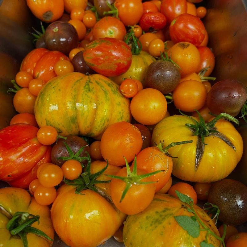 Heirloom Vegetable Showcases Protect Genetic Diversity