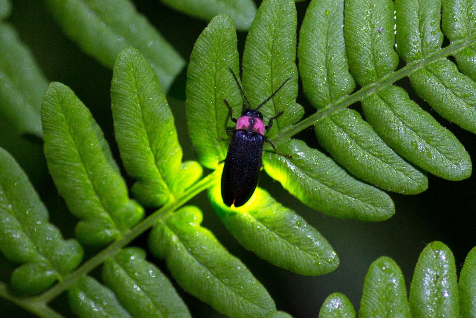 firefly on a leaf