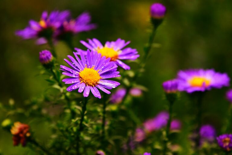 Aster Flowers