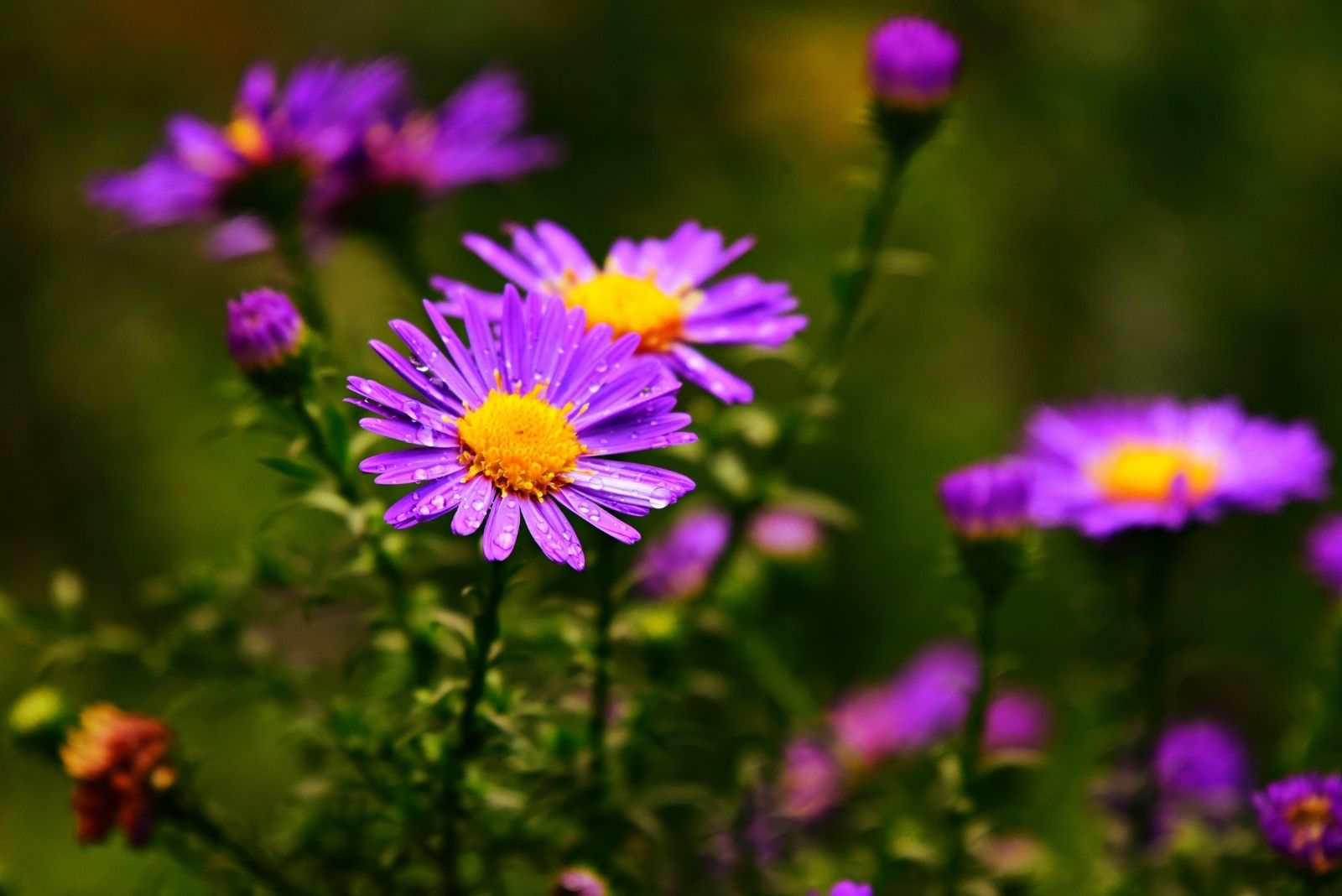 Why You Should Always Support Aster Flowers With Stakes In Michigan