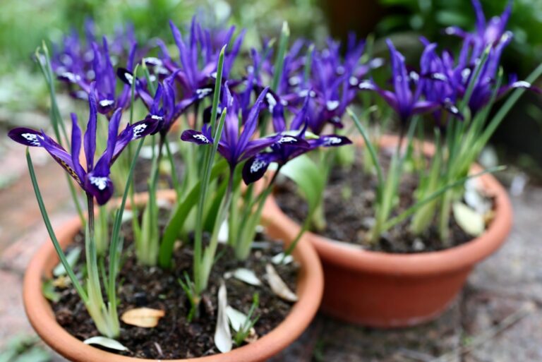dwarf iris in a container
