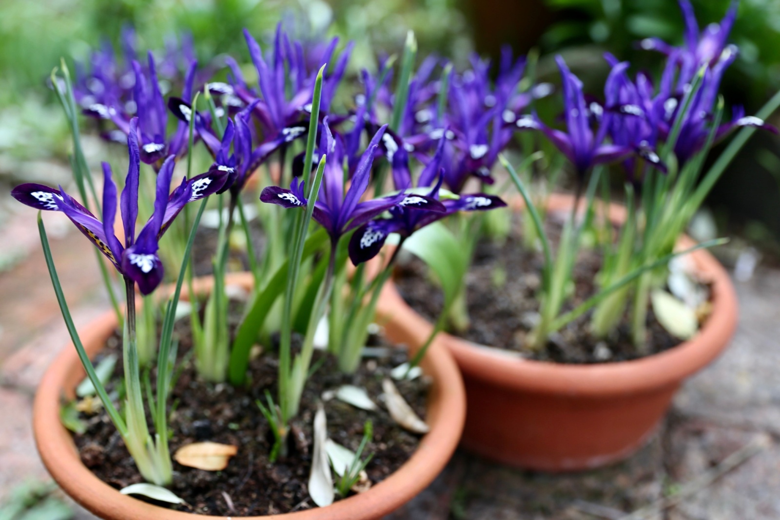 Why You Should Plant Dwarf Iris In October In South Carolina For Early Spring Flower