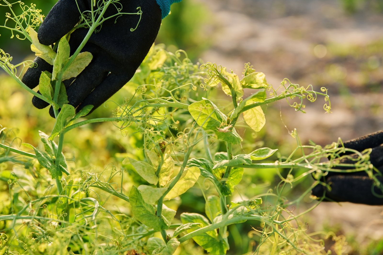 Why Your Garden Might Be Growing Slowly In Ohio And How To Fix It