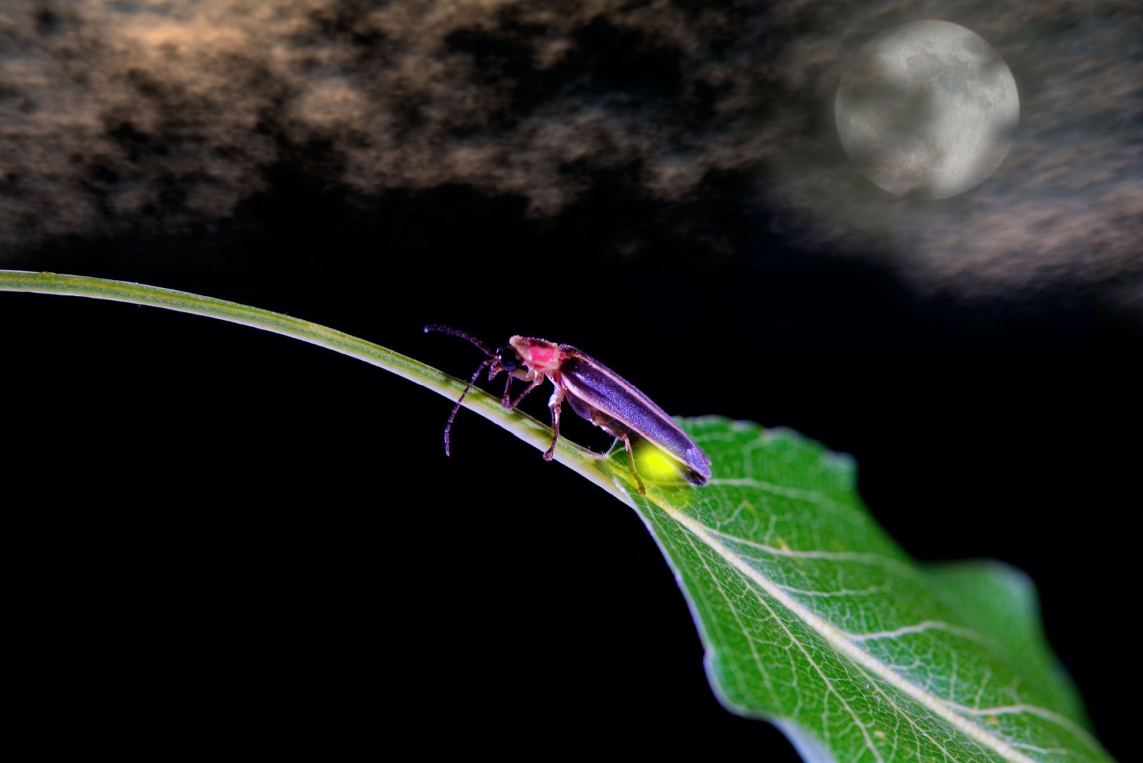 Why You’re Seeing Fewer Fireflies In New York Every Year