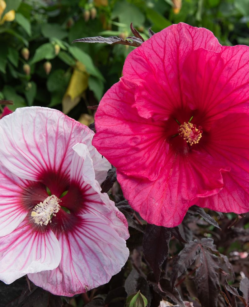 Rose Mallow: Late-Summer Showstopper