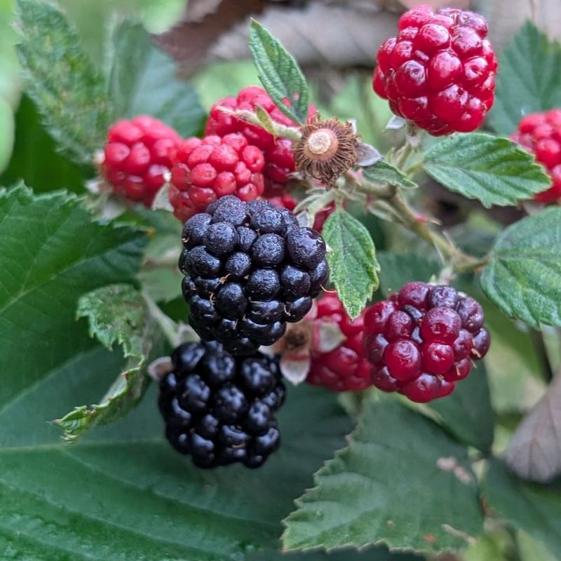 Blackberry