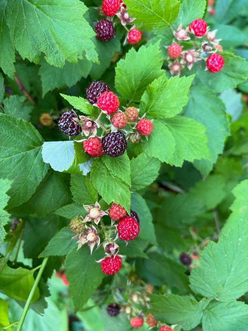 Black Raspberry