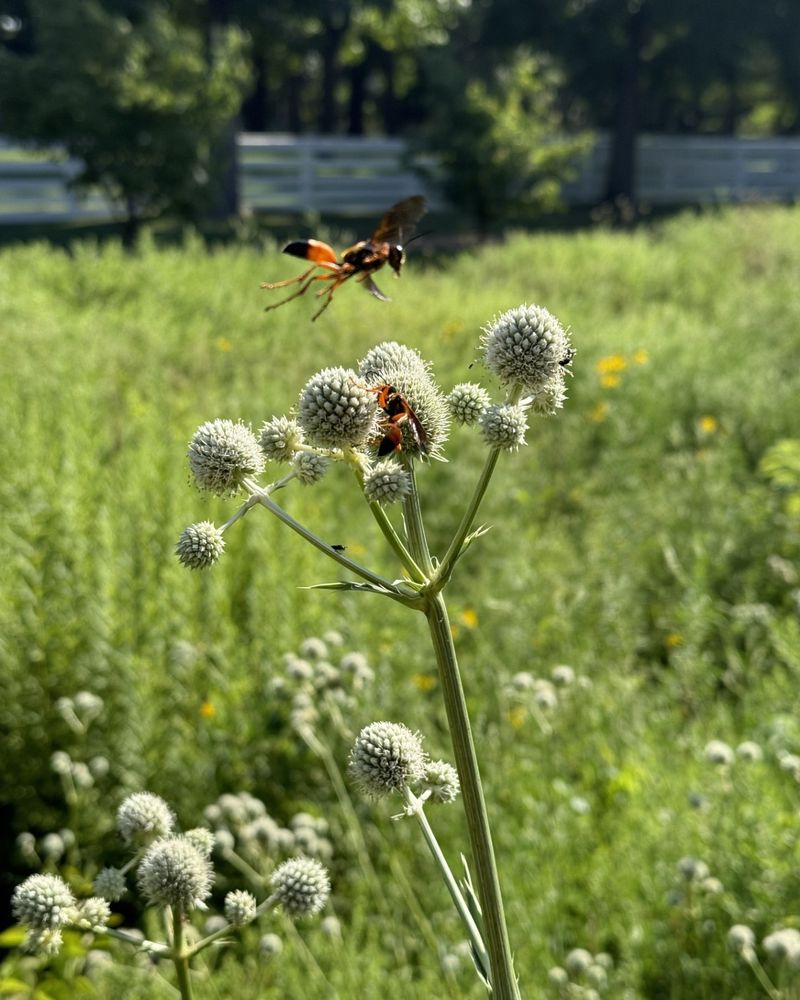 Rattlesnake Master