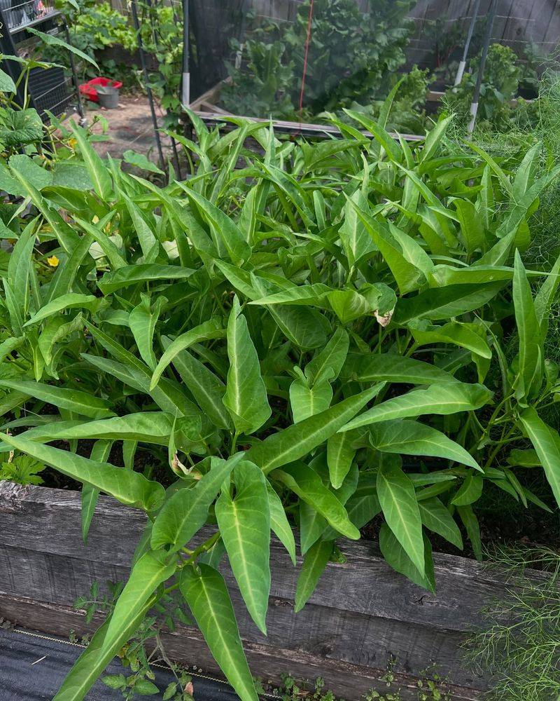Chinese Water Spinach