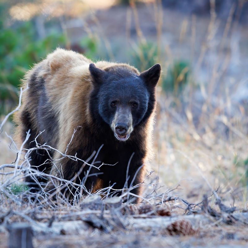 Black Bears Making House Calls