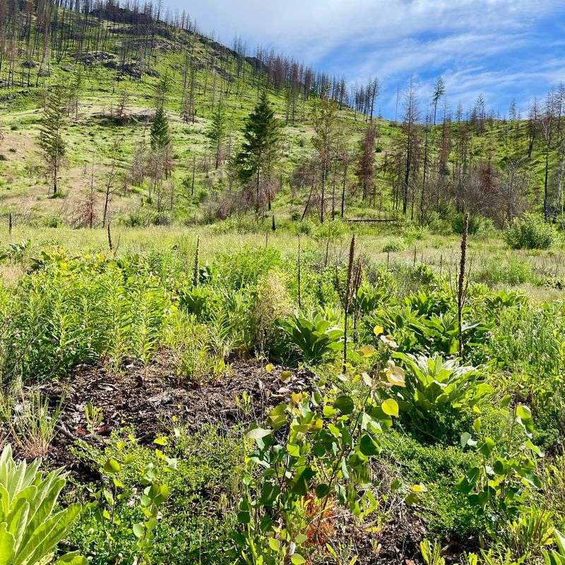 Japanese Knotweed: The Unstoppable Invader