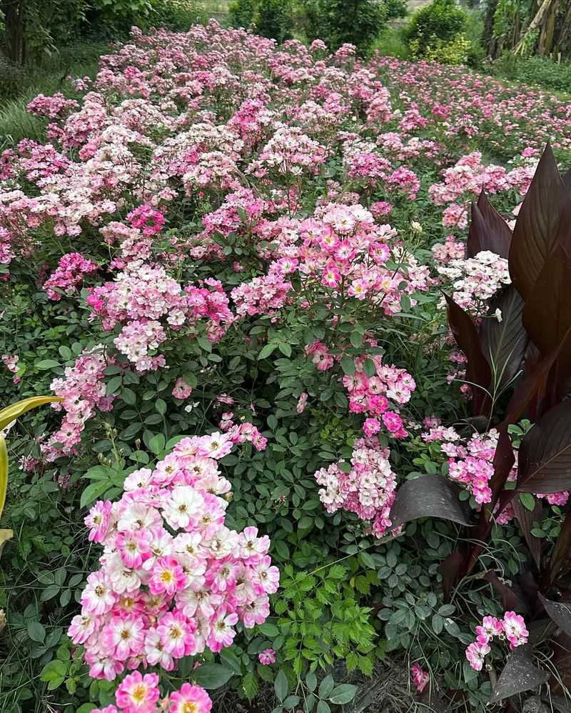 Multiflora Rose: The Thorny Nightmare