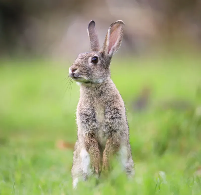 Rabbits