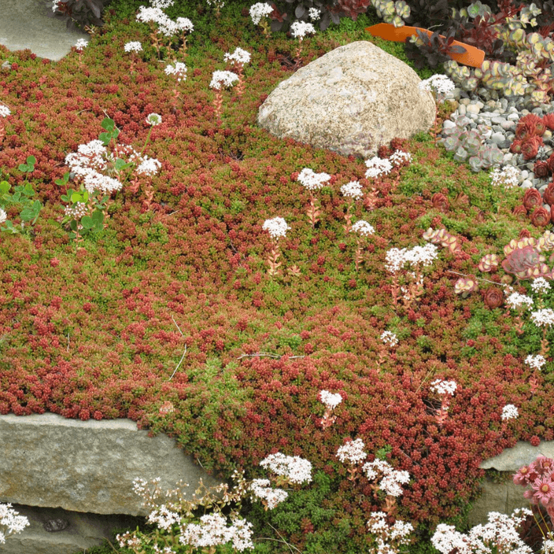 Stonecrop Sedum Carpets