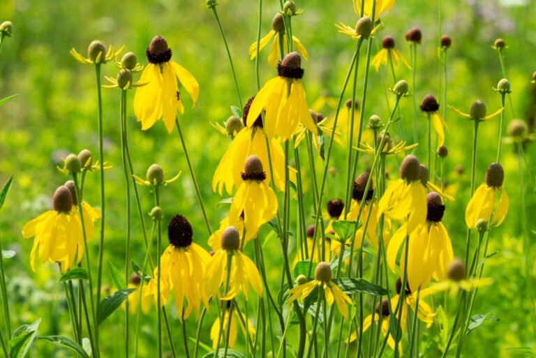 prairie coneflower, yellow coneflower