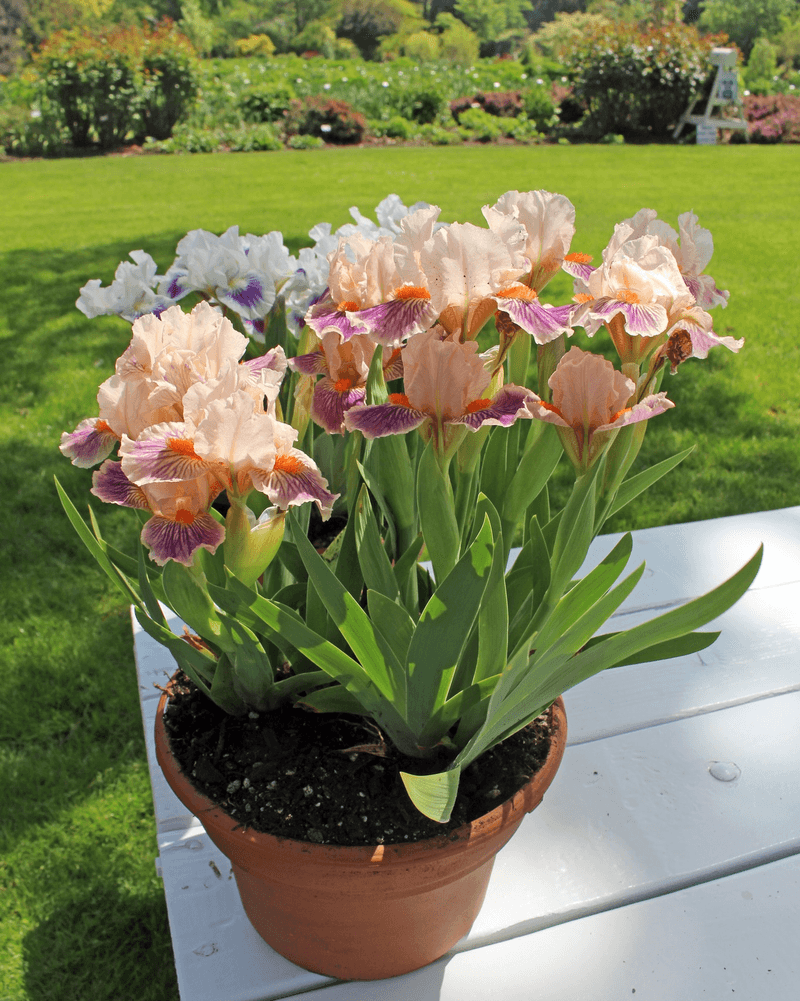 Stunning In Containers And Small Spaces