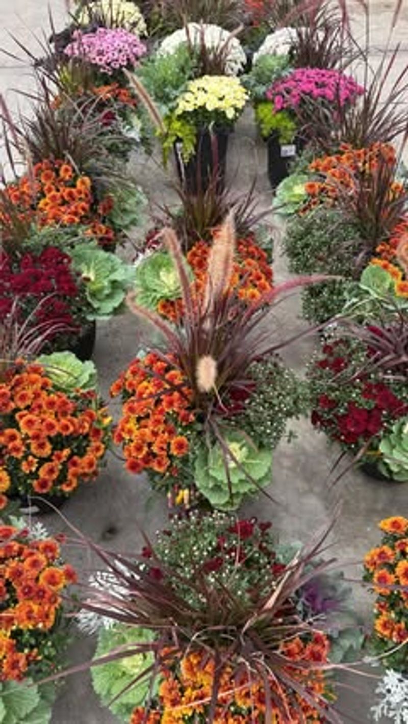 Tiered Planter Display