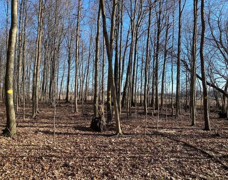 Timber Harvest Boundaries
