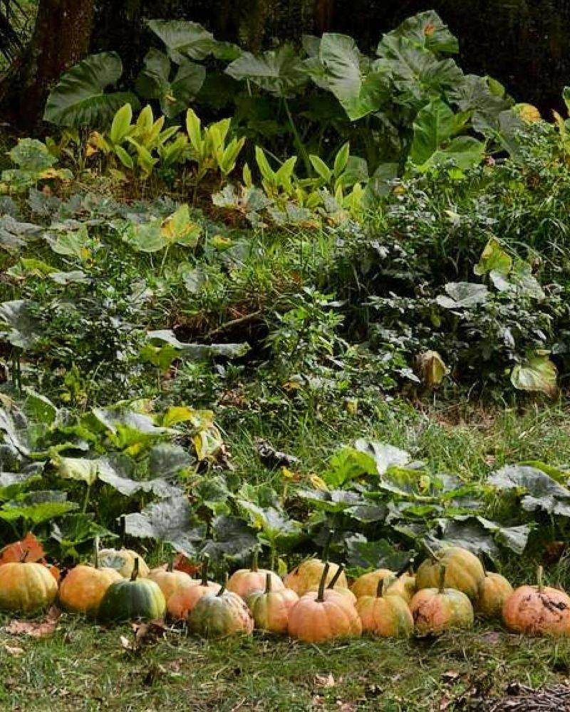 Food Forests