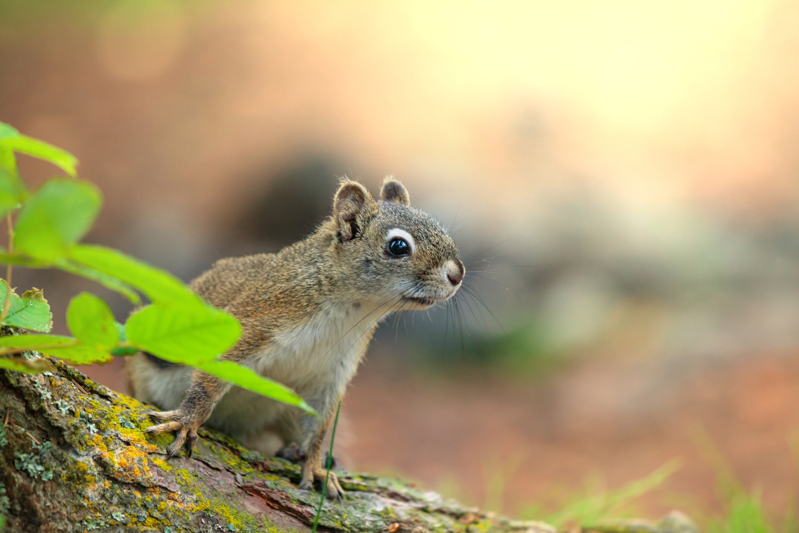 Will Aluminum Foil Really Protect Your California Garden From Squirrels