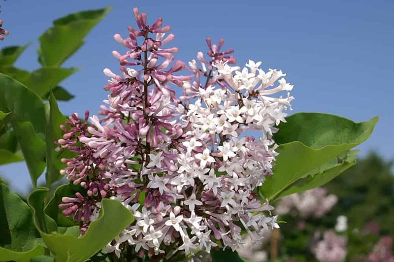 Choose Heat-Tolerant Varieties