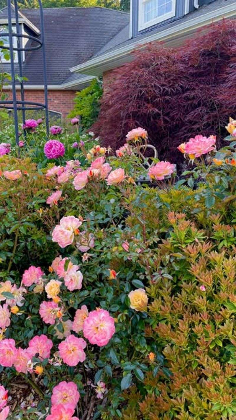 Oso Easy Roses