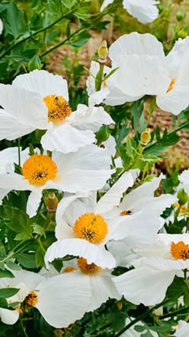 Matilija Poppy