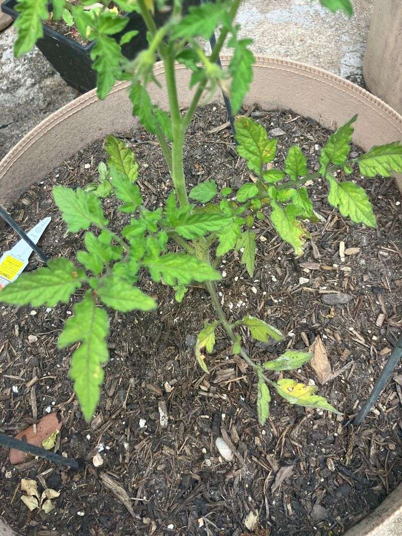 Soggy, Poorly-Drained Spots