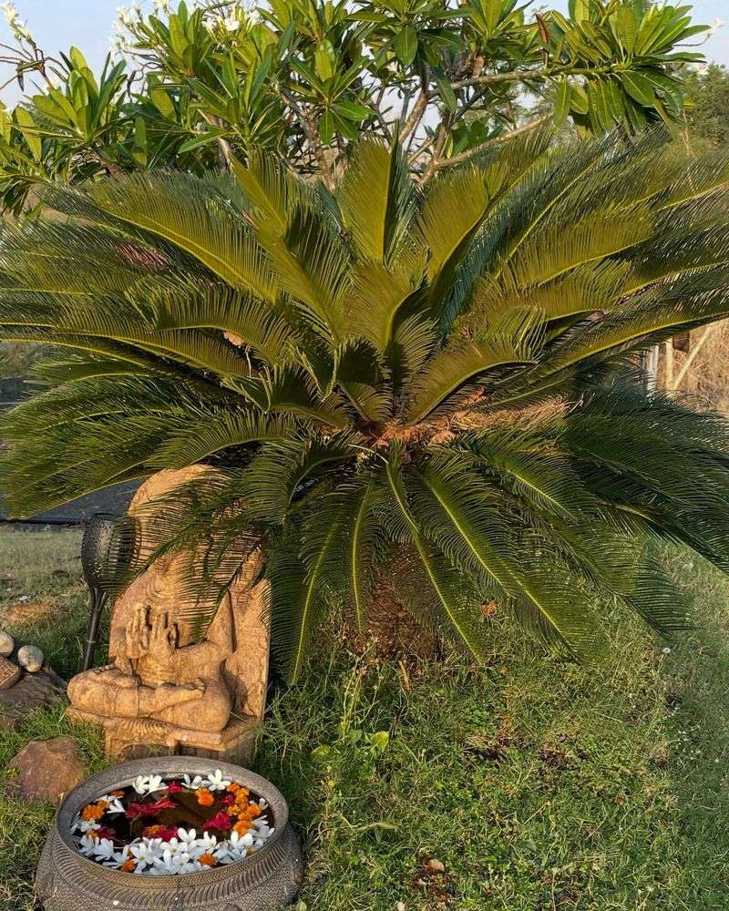 Sago Palm