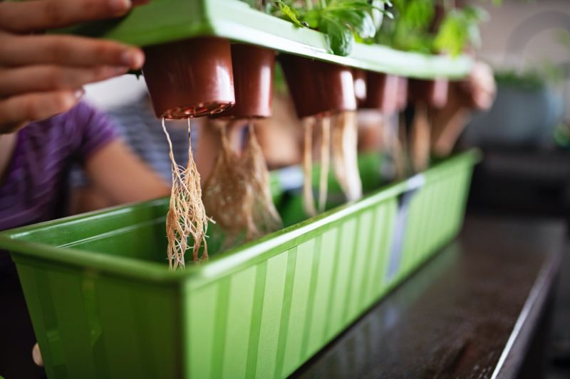 Coffee Filter Hydroponics For Beginners