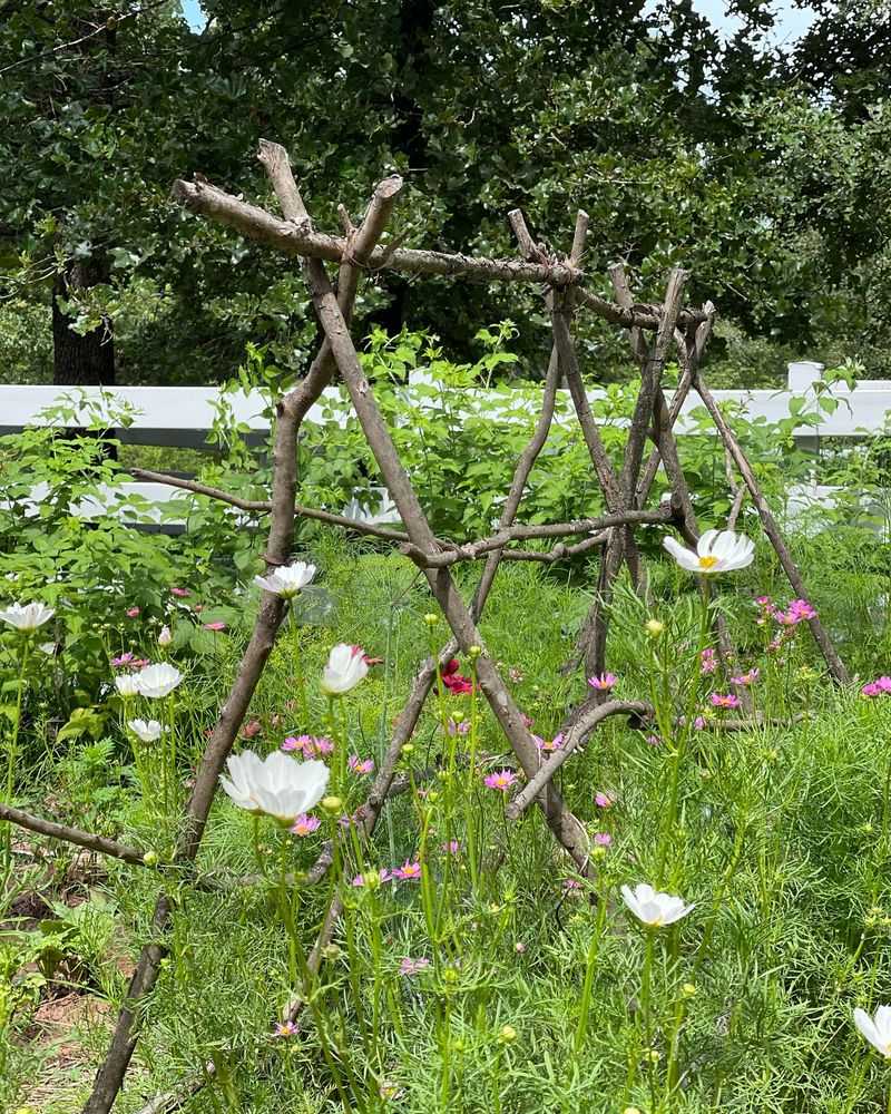 DIY Trellis From Tree Branches