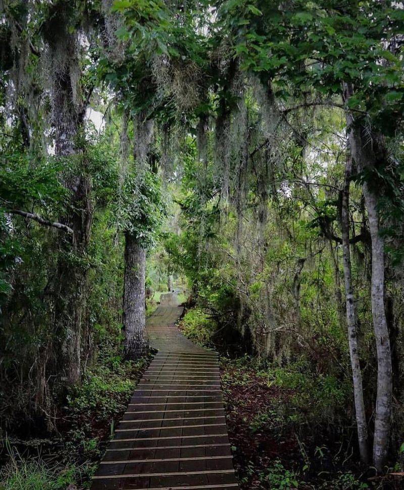 Jean Lafitte National Historical Park's Barataria Preserve