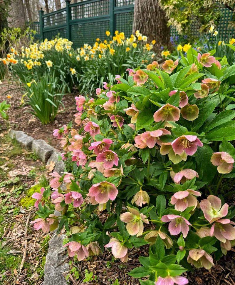 Hellebores: The Lenten Rose's Quiet Beauty