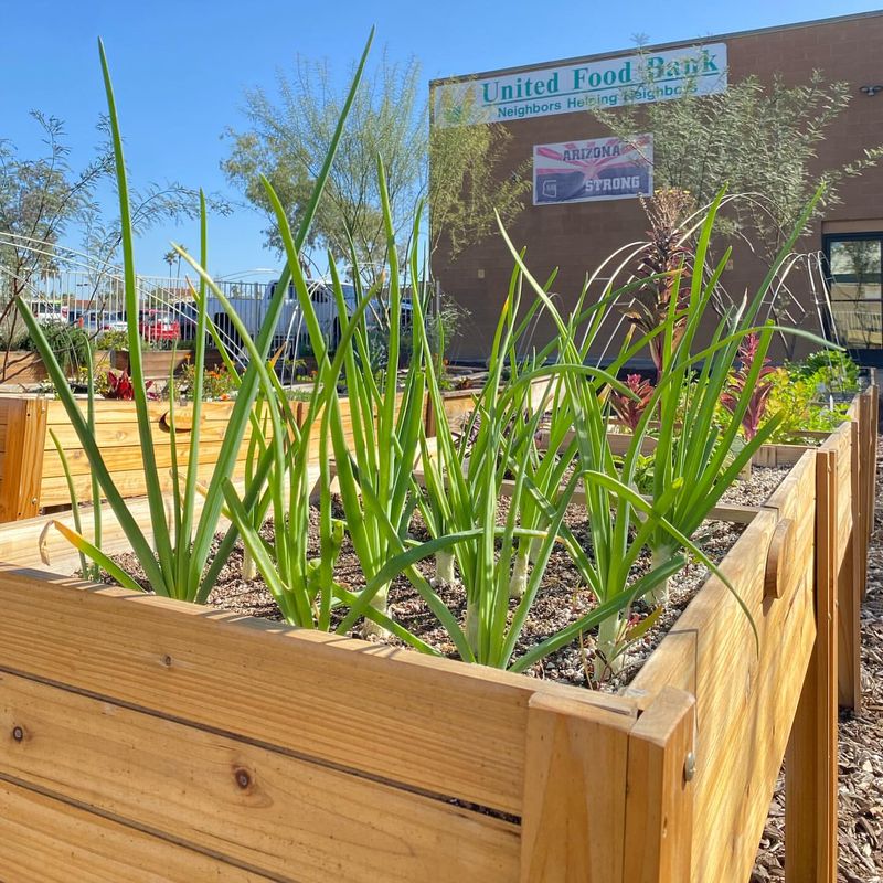 Child-Safe Alternative To Chemical Fertilizers