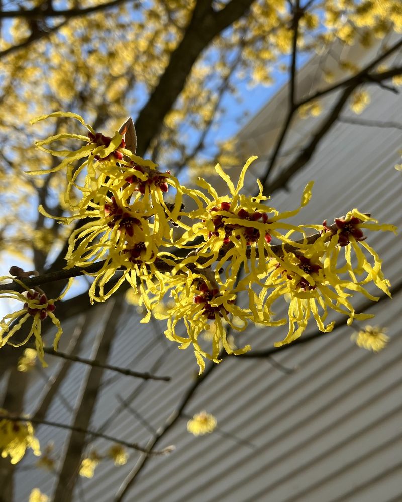 Witch Hazel