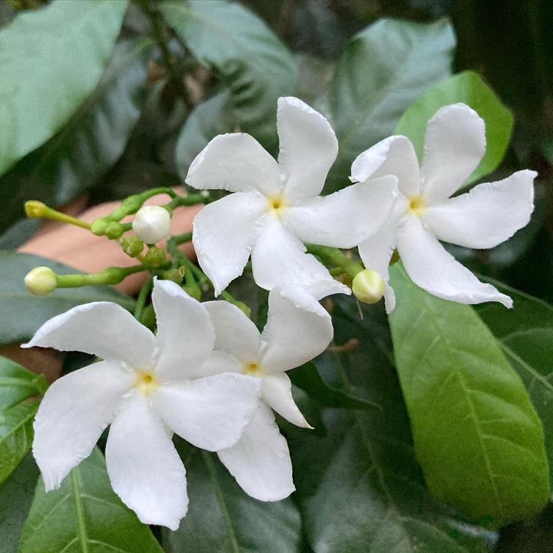 Crape Jasmine