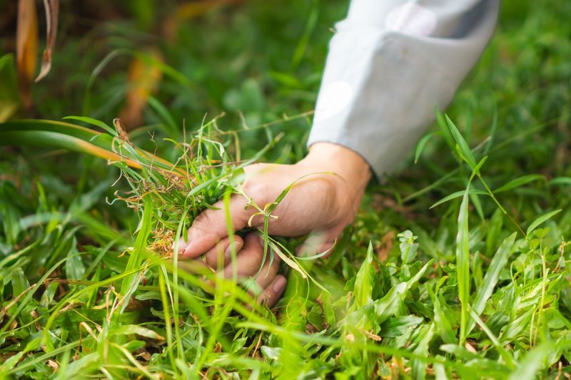 Chemical-Free Solutions Work Best Long-Term