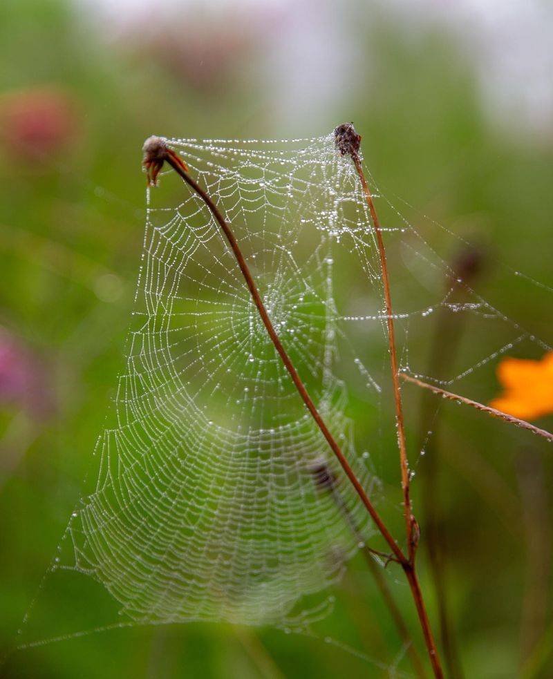 Web Architecture Experts