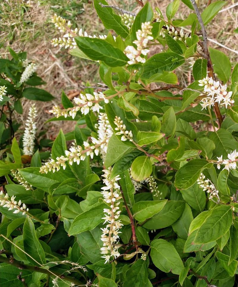 Virginia Sweetspire