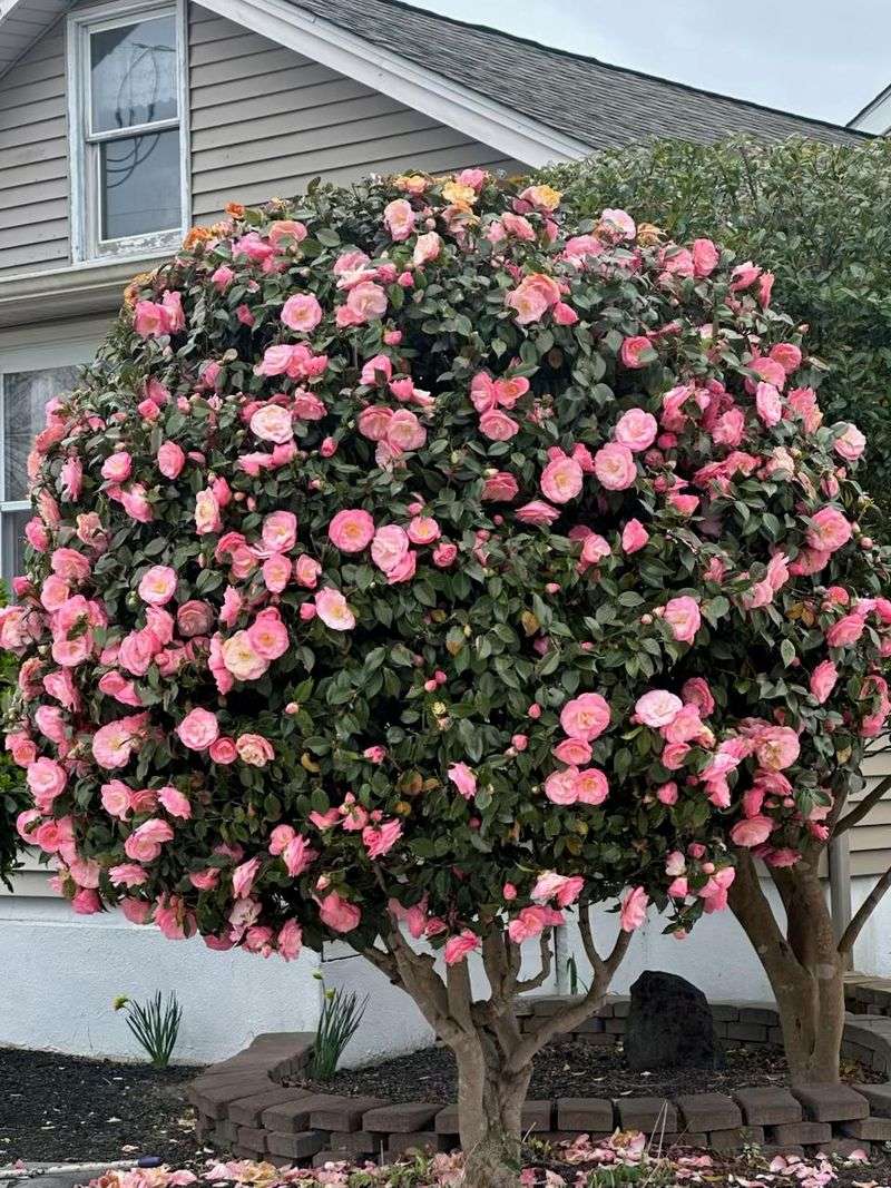 Camellia